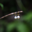 Perlové NÁUŠNICE - WHITE GOLD WATERDROP